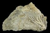 Fossil Crinoid (Zeacrinites) - Alabama #122398-1
